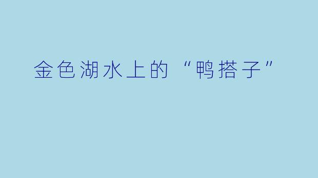  金色湖水上的“鸭搭子”