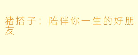 猪搭子：陪伴你一生的好朋友