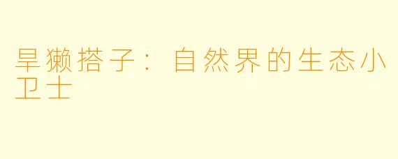 旱獭搭子:自然界的生态小卫士