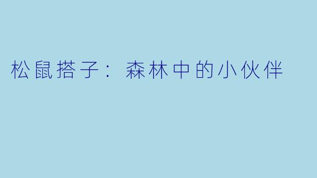 松鼠搭子：森林中的小伙伴