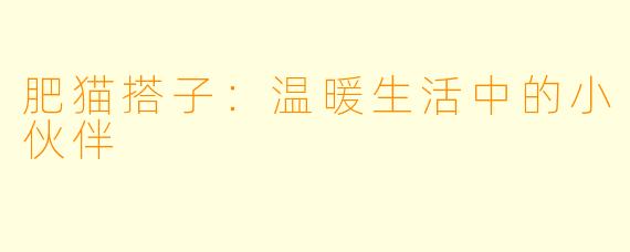 肥猫搭子:温暖生活中的小伙伴
