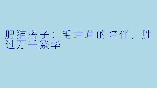 肥猫搭子：毛茸茸的陪伴，胜过万千繁华