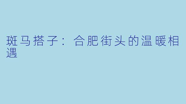 斑马搭子：合肥街头的温暖相遇