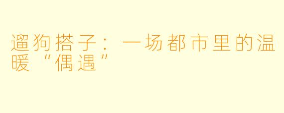 遛狗搭子：一场都市里的温暖“偶遇”