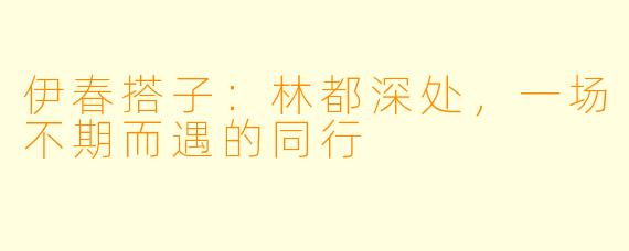 伊春搭子：林都深处，一场不期而遇的同行