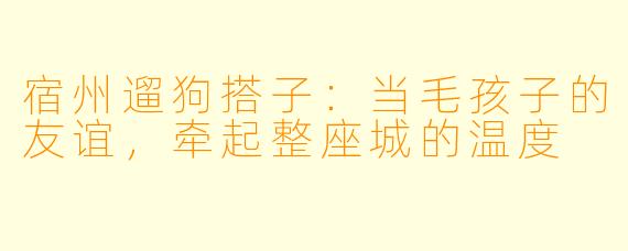 宿州遛狗搭子：当毛孩子的友谊，牵起整座城的温度