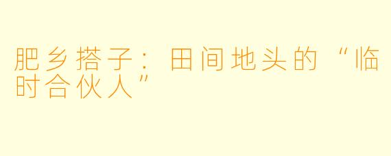 肥乡搭子：田间地头的“临时合伙人”