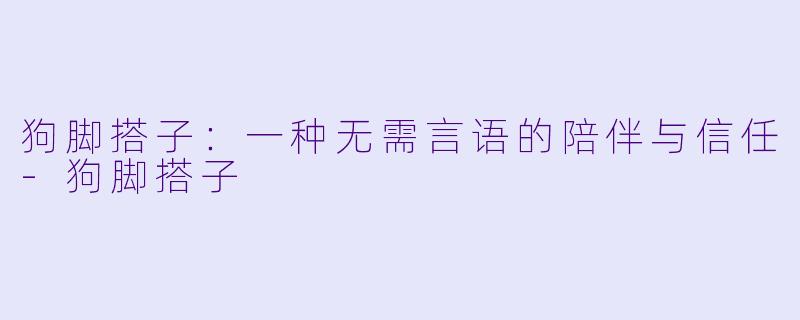 狗脚搭子:一种无需言语的陪伴与信任-狗脚搭子