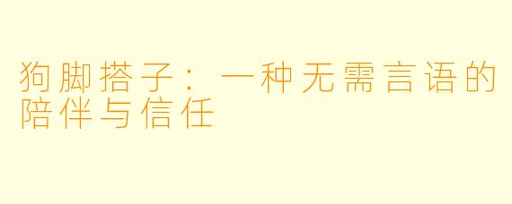 狗脚搭子:一种无需言语的陪伴与信任