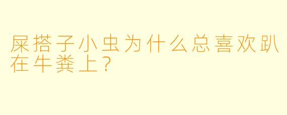屎搭子小虫为什么总喜欢趴在牛粪上？