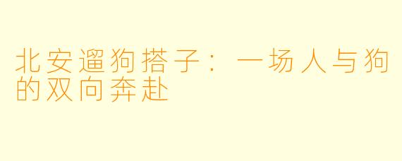 北安遛狗搭子：一场人与狗的双向奔赴