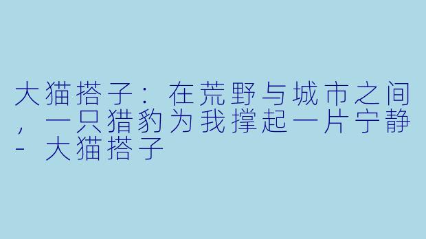 大猫搭子：在荒野与城市之间，一只猎豹为我撑起一片宁静-大猫搭子
