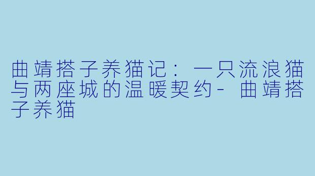 曲靖搭子养猫记：一只流浪猫与两座城的温暖契约-曲靖搭子养猫