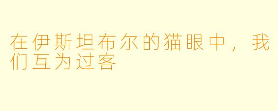 在伊斯坦布尔的猫眼中，我们互为过客