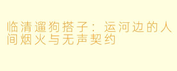 临清遛狗搭子:运河边的人间烟火与无声契约