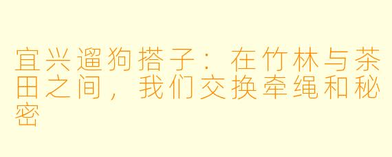 宜兴遛狗搭子:在竹林与茶田之间,我们交换牵绳和秘密