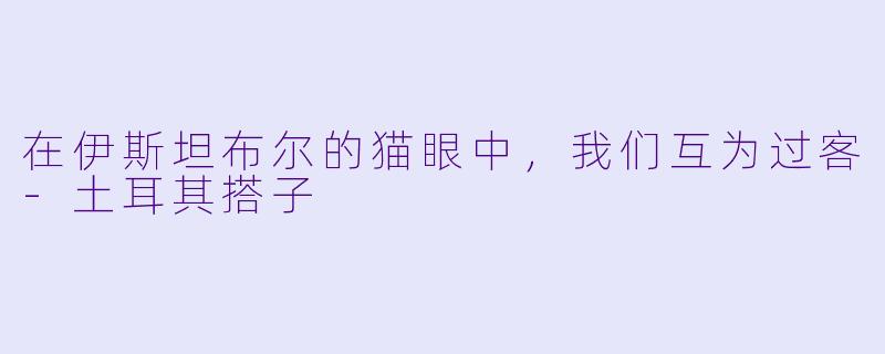 在伊斯坦布尔的猫眼中，我们互为过客-土耳其搭子